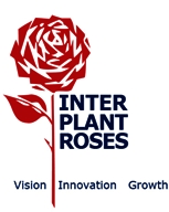 Interplant Roses